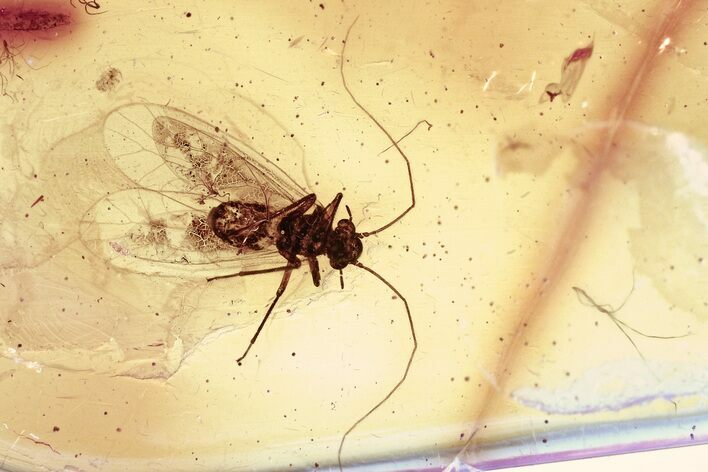 Detailed Fossil Barklouse (Psocodea) In Baltic Amber #346629